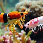 What is the difference between tiger shrimp and regular shrimp?