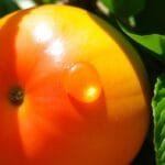 fruit with a large flat pit nyt